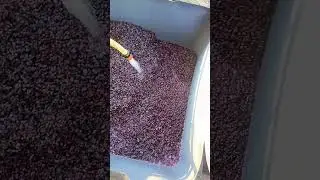 Как делается чача в условиях Подмосковья...