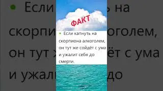 Fакт