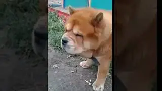 Санчес
