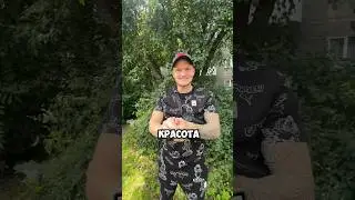 Груши во дворах