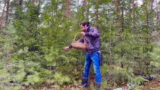 БЕЛЫЕ ГРИБЫ И ПОЛЬСКИЕ ИДУТ В НОЯБРЕ ПОСЛЕ ЗАМОРОЗКОВ! Грибы 2022