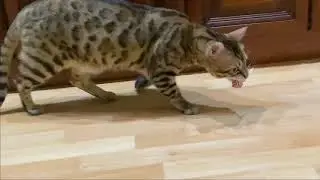 Зачем коту Лео игрушки, если есть чупа чупс ! Прикол кота Лео!