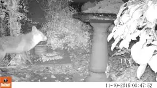 Bushnell Trophy Cam Essential E2 - Example night footage - fox
