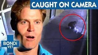 Helpless Puppy Left Fighting for Life After Hit and Run | Bondi Vet To The Rescue