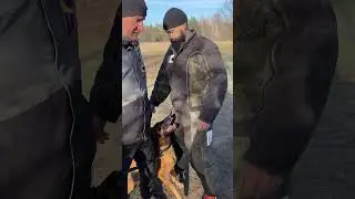 Malinois bite work 