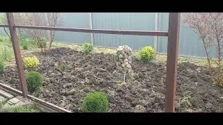 638.Это не прополка , а какое-то копание  тяпкой 🫣