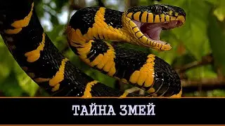 ВЕЛИКАЯ ТАЙНА ЗМЕЙ ПРЕДАНИЯ ПРЕДКОВ | ИНГА ХОСРОЕВА | ВЕДЬМИНА ИЗБА