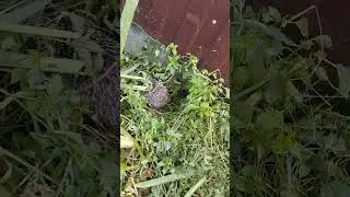 обзор ежа часть 2