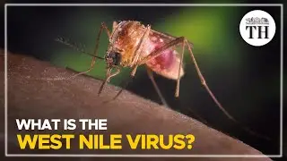 What is the West Nile Virus? | The Hindu