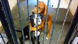 People decided to get rid of them! The kids realized that they had one day left to live!