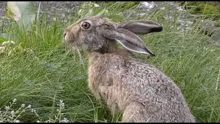 Wild hare eating grass for 2 hours