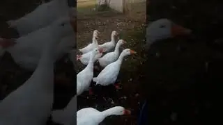 гусиный ужин