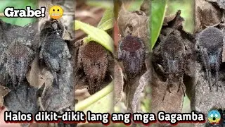 Gagamba Day Hunting Episode 5. "Gagambang hagunoy"