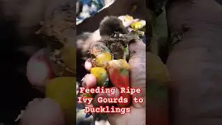 Feeding Ripe Ivy Gourds(Kunduri, Kunduli) To Ducklings | #trending #viral #duck #ducklings #ivygourd