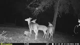 The deer 🦌