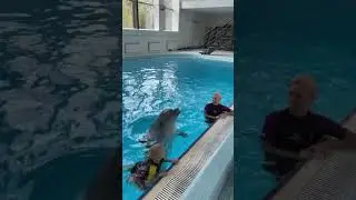 Незабываемое времяпровождение с дельфином 🐬