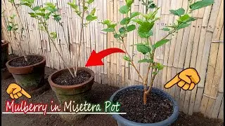 How to Grow Mulberry in Pot Container