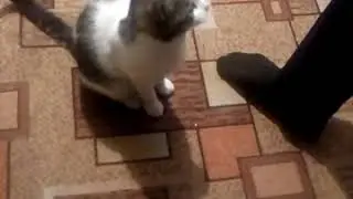 Кот просит сигарету