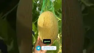 Секрет правильной посадки дыни  #огород #дыня #грядки  #дача #сад #садоводство