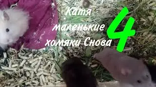 Катя маленькие хомяки Снова 4