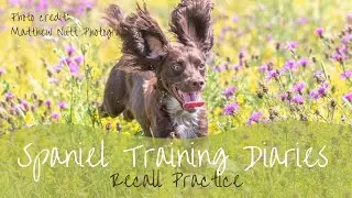 Gundog Training - Recall Exercises