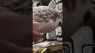хринобус измарался