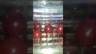 сушим вишню на зиму!