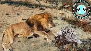Crazy Moments! Hedgehog Attacks Lion And Leopard - Animals Fight