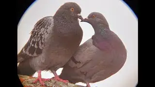 POMBOS - VISTO PELO TELESCÓPIO E UM CELULAR