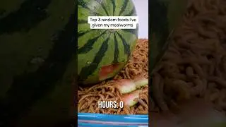 Top 3 random foods i've given my worms