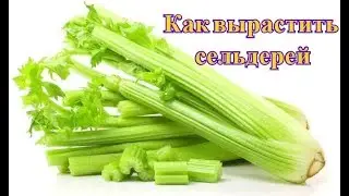 Сею сельдерей черешковый на рассаду - как вырастить сельдерей из семян