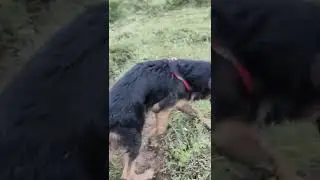 Rocky & I Mess Whole Day in Village - German Shepherd