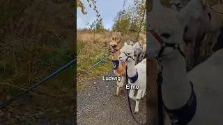 We went on a hike with Alpacas! This was a blast! No wonder some hikers take them on extended trips!
