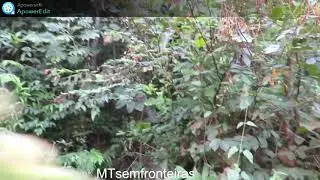 MTsemfronteiras encontro rapido com a anta na mata tentando atravessar a estrada