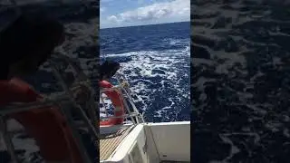 Тунец