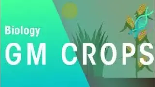 GM_Crops___Genetics___Biology___FuseSchool