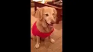 Doggy Ay-Ya-Ya-Ya (Response Video)