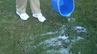 Bugdoc Samples for Mole Crickets