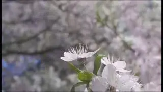 Стояла я і слухала весну...