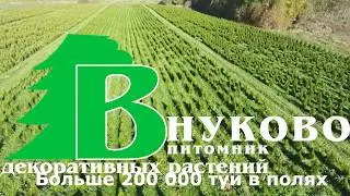 Посадка туи в поля питомника Внуково и подрощенные туи в грунте