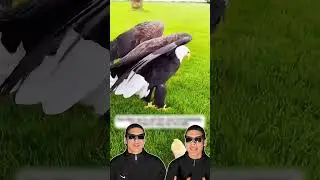 The eagle broke its own egg! 🦅