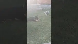 дженка зайчик