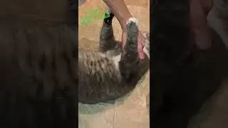 Бывший бездомный кот играет с приёмной мамой#бездомныйкот #котик #котдома #приютилкота  #виделивидео