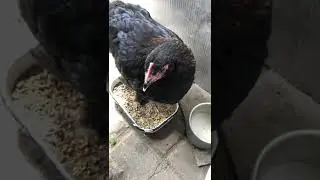 Маран курочка и петушок! Ручные цыплята!