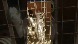 Symiko.ru | Щенки в дар за любовь. Собаки бесплатно в добрые руки из приюта.