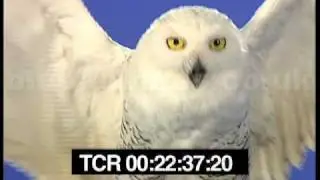 Hedwig the snowy owl flying high in the sky