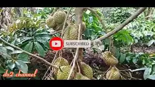 durian musaking kecil berbuah