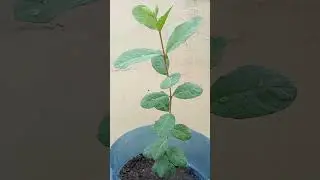 Guava #guava #shortvideo #bonsai #agaderfarmland #gardening #agrikultura