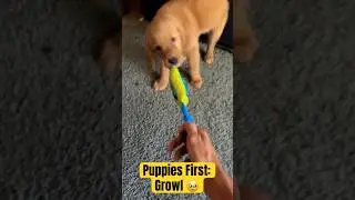 Puppy Cruiser’s FIRST GROWL