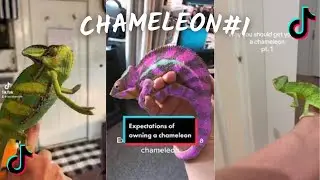 Funny Chameleon / TikTok Compilation  2023 4K  PART1